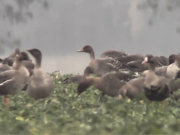 gęś zbożowa / tundrowa  - Mateusz Gutowski