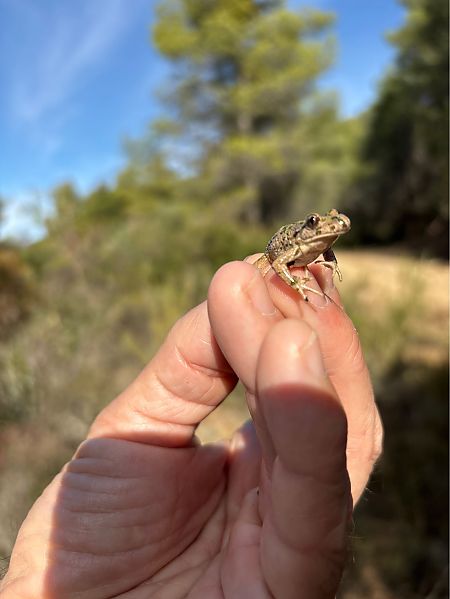 Granoteta de punts comuna  - Josep Palet