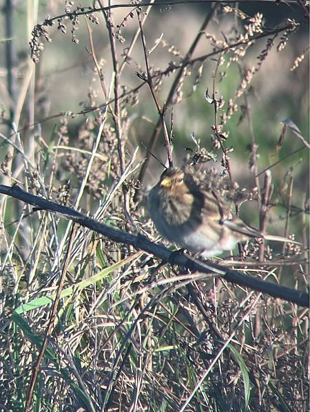 rzepołuch  - Krzysztof Lis