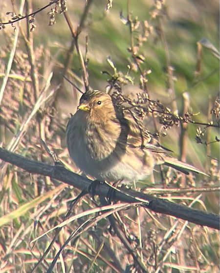 rzepołuch  - Krzysztof Lis
