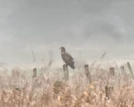 Seeadler  - Martin Liebenau