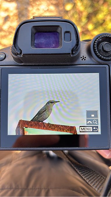 Passero solitario  - Johann Holdt