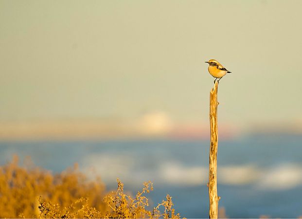 Còlit del desert  - Carranza Luciano Siviter