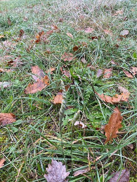 Spiranthes spiralis  - Catherine Lafaysse-Laurette
