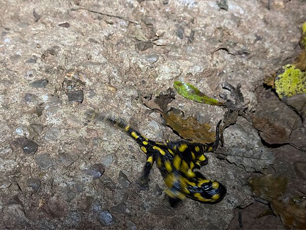 Salamandra comuna  - David Vilasís Boix