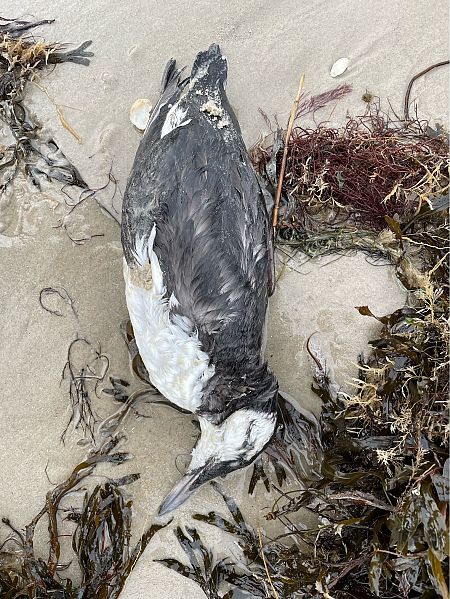 Trottellumme  - Mischa Drüner