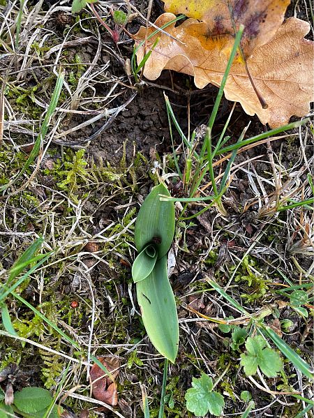 Himantoglossum hircinum  - Olivier Guillemet