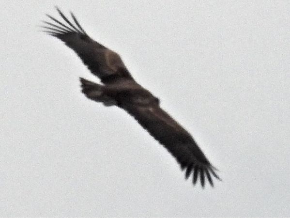 Seeadler  - Karoline Petersen-Poggensee