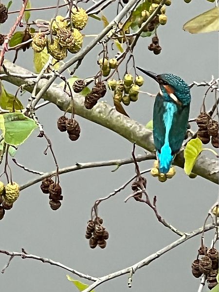 Eisvogel  - Jörg Poßmann