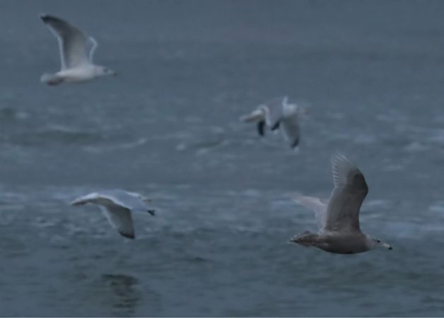 Hybride Goéland argenté x bourgmestre  - Grzegorz Neubauer