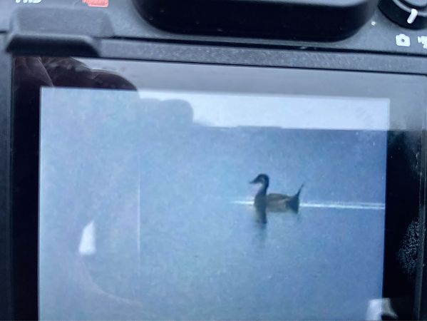 sterniczka  - Barbara Iliadis