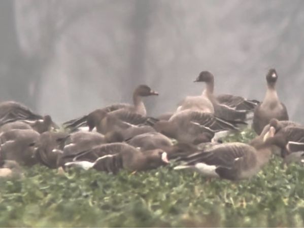 gęś zbożowa / tundrowa  - Mateusz Gutowski