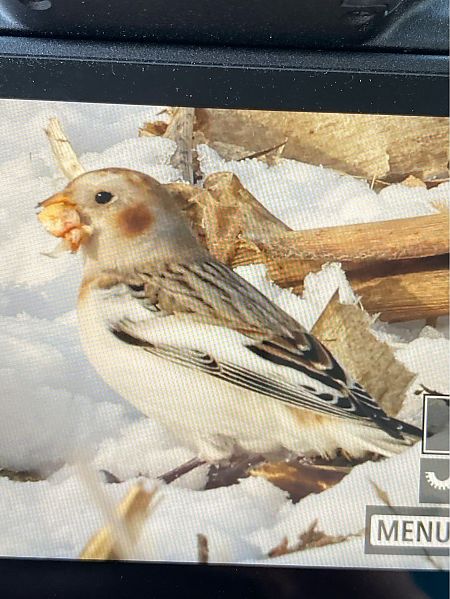 śnieguła  - Marcin Karetta