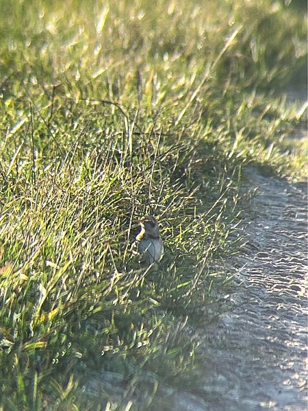 śnieguła  - Krzysztof Lis