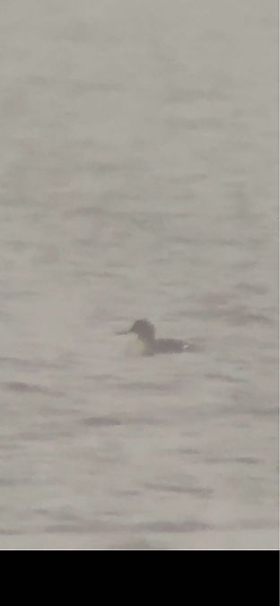 szlachar  - Cezary Rams