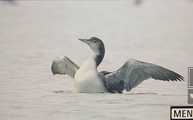 Plongeon imbrin  - Ryszard Dworak