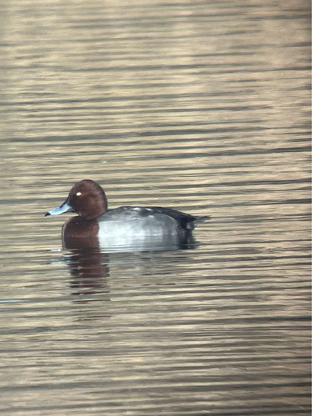 Hybride Fuligule milouin x nyroca  - Herta Mangeng