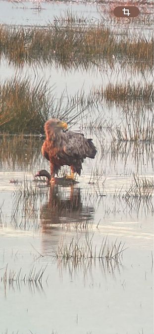 Seeadler  - Christoph Rohrmoser