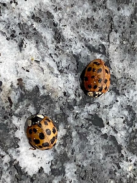 Harmonia axyridis  - Maria Rita Gelso