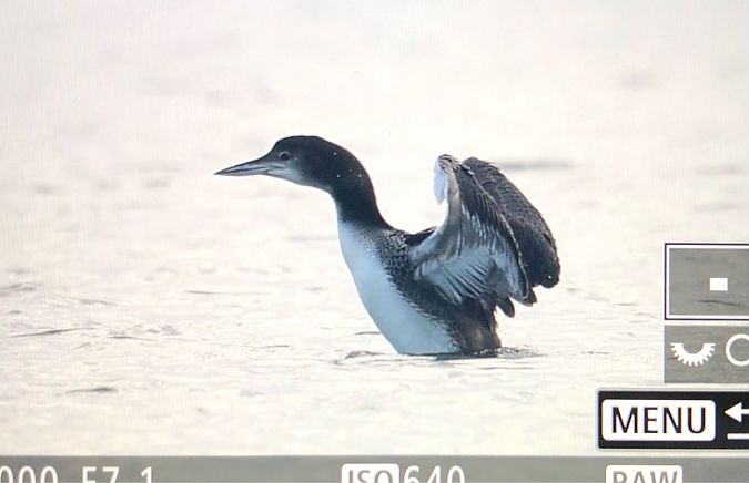 Plongeon imbrin  - Ryszard Dworak