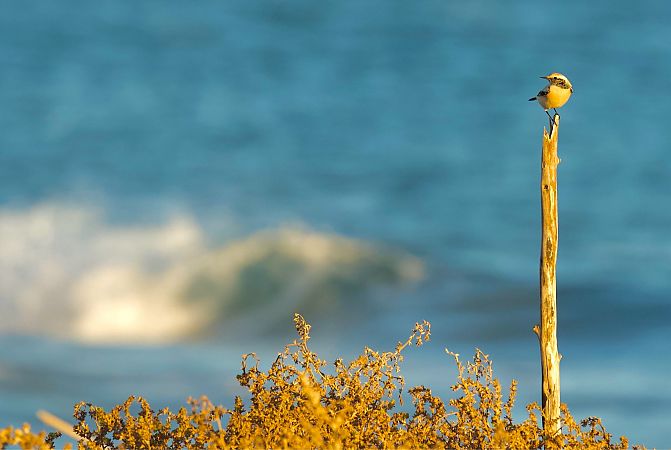 Còlit del desert  - Carranza Luciano Siviter