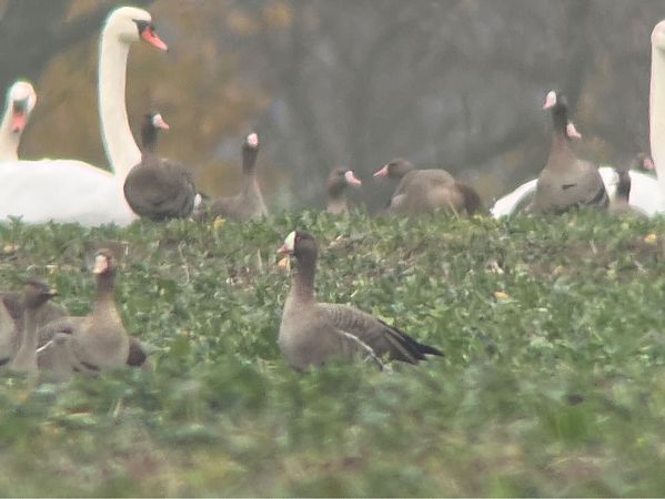 Oie naine  - Mateusz Gutowski