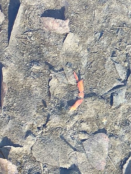 Gambero rosso della Louisiana  - Maria Rita Gelso