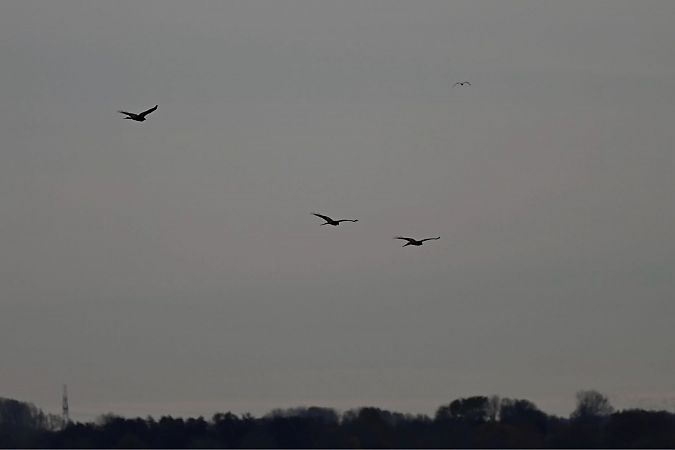 Rotmilan  - Miriam Gutt