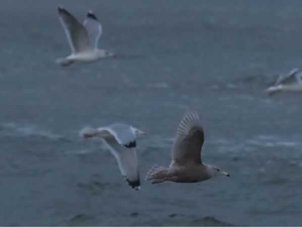 mewa srebrzysta x mewa blada  - Grzegorz Neubauer