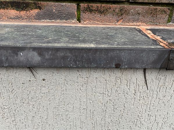 Lucertola muraiola  - Maria Rita Gelso