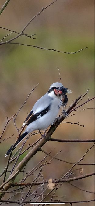 Raubwürger  - Hendrik Hemmes