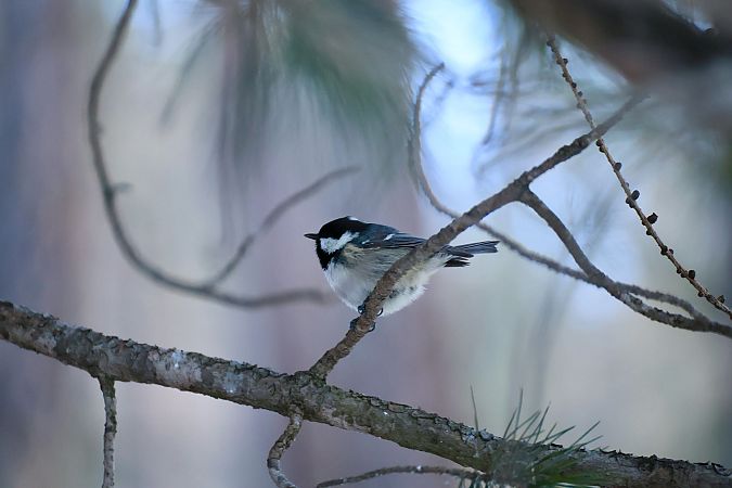 Cincia mora  - Renato Sascor