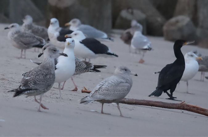 Hybride Goéland argenté x bourgmestre  - Grzegorz Neubauer