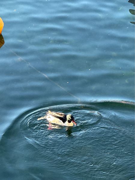 Smergo maggiore  - Antonio Mazzone