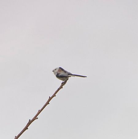 Schwanzmeise (ssp. caudatus)  - Martin Kemler