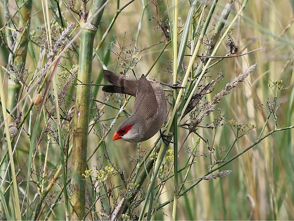 Bec de corall senegalès  - Michael Hafner