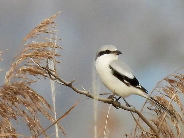 Pie-grièche grise  - Bernd Hagen
