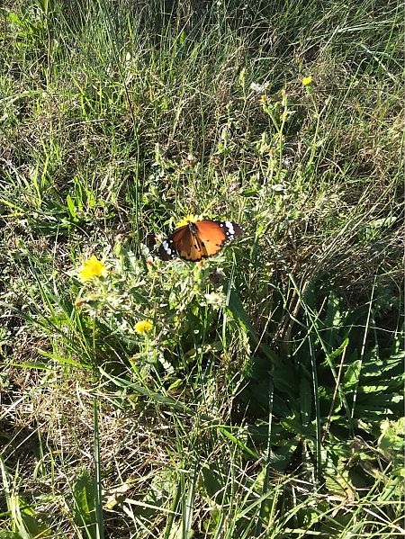 Papallona tigre  - Marina Torrellas