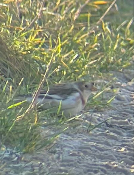 śnieguła  - Krzysztof Lis