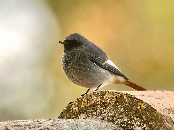 Cotxa fumada  - Ramon Prat Espelt