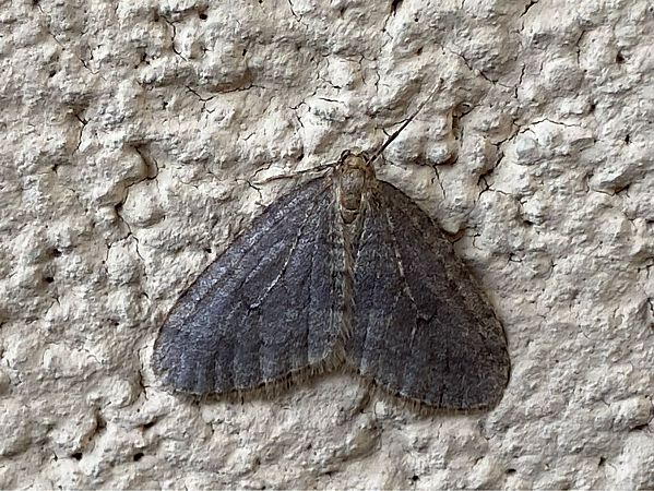 Operophtera brumata  - Maria Rita Gelso