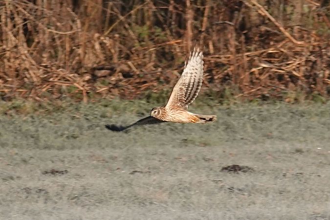 Kornweihe  - Lasse Arp