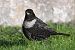 Ringdrossel (ssp. torquatus)  - Stefan Rathgeber