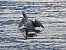 Strolaga mezzana (Gavia arctica) © Paolo Faifer