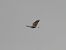 Rough-legged Buzzard  - Kacper Mikulski