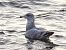 European Herring Gull  - Kacper Mikulski