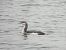 Black-throated Loon  - Natalia Gorczowska