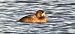 Greater Scaup  - Sebastian Watras