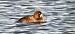 Greater Scaup  - Sebastian Watras