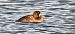 Greater Scaup  - Sebastian Watras